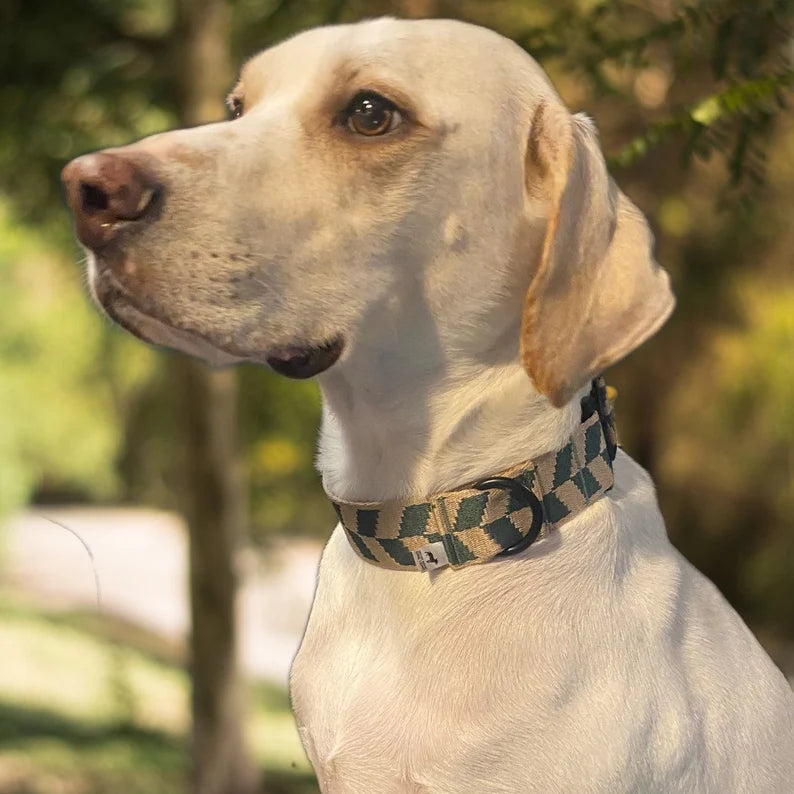 Halsband „Zuckerriese“ mit Tacticalverschluss